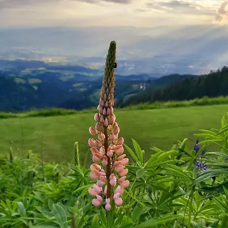 Korlape 4.2 Wolfsberg