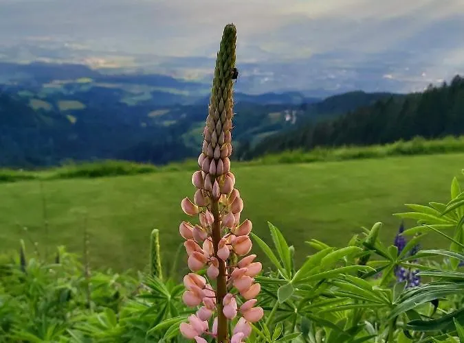 Korlape 4.2 Wolfsberg